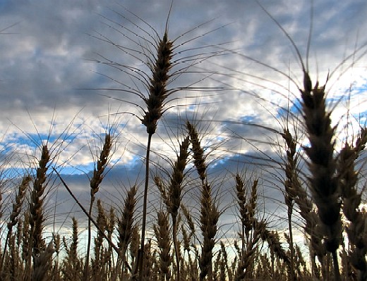As mercury dips further, Punjab farmers hope for a bumper wheat crop