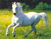 Mutation believed to be cause of white horses 