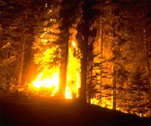 1,500 acres of forest gutted in Wildfires
