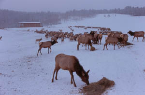 Winter Feedings