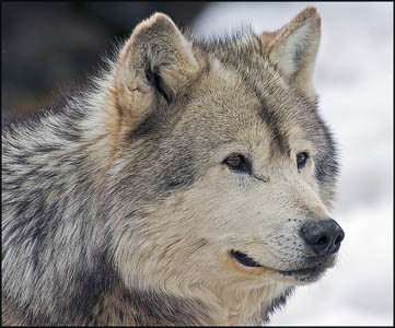 Wolf