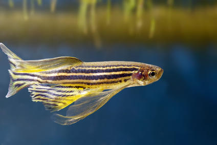 Zebrafish