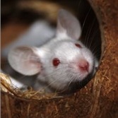Aging in mice