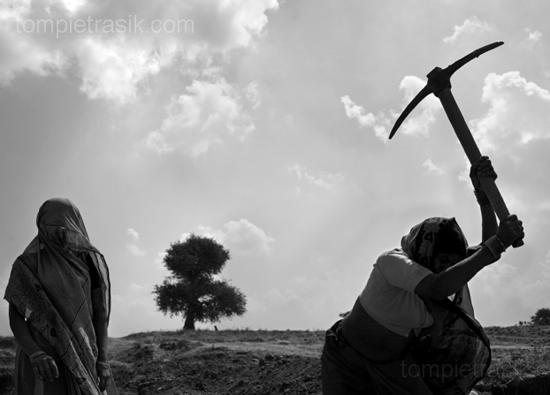 Madhya Pradesh farmers advised to sow wheat 