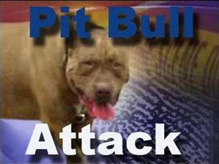 Boy bites pit bull in Brazil