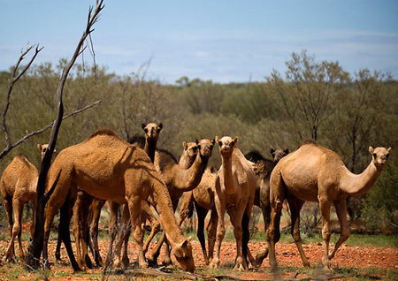 australian-camels