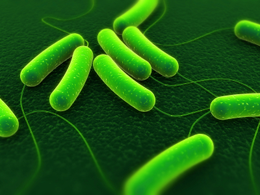 Bacteria causes much more lethal infections than earlier thought