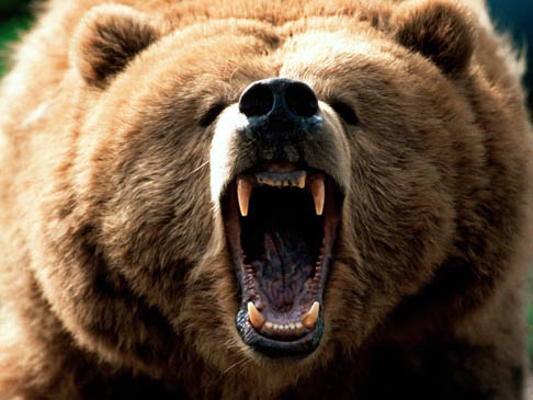 'Killer' bear gunned down in Madhya Pradesh 