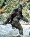 Big Foot