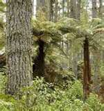  Logged rainforests can support as much biodiversity as virgin forest within 15 years