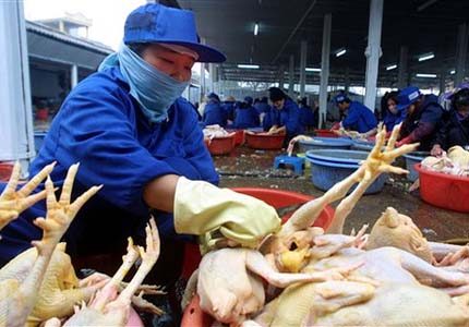 Woman suspected of dying from bird flu in Vietnam 
