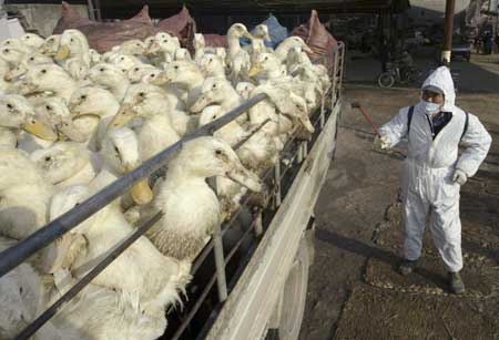 Bird flu outbreak in India's Assam state, 40,000 poultry culled