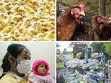 Bird flu fear grips Bengal again