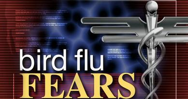 Bird Flu Fears