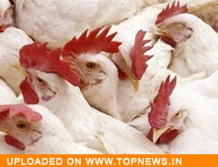 Sikkim in grip of bird flu