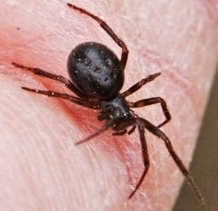 Black Spider