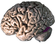 Brain
