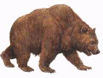 cave bear