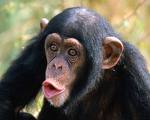 Survey finds drastic decline in endangered chimpanzees in West Africa
