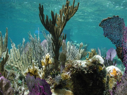 cnidarians-coral