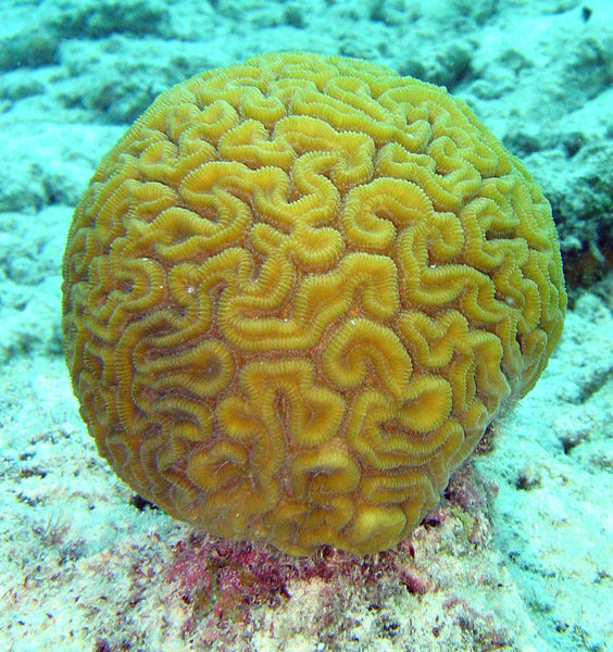 Scientists identify two new species of extinct corals