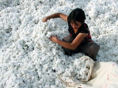 African cotton growers eye for Bangladesh market