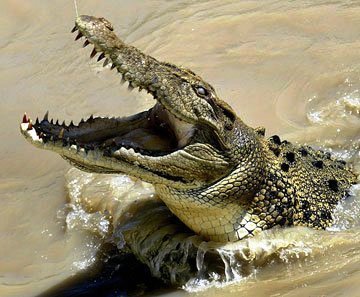 Hunters prowling for wandering crocodile