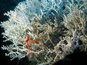 Deep-Sea Corals