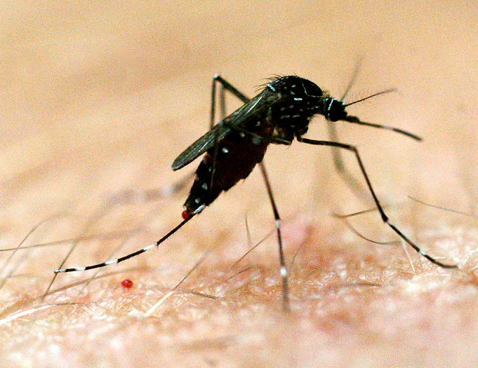New mosquito species may be responsible for rising number of dengue cases