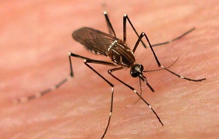 dengue