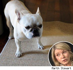 Martha Stewart's puppy among 17 dogs killed in kennel explosion 