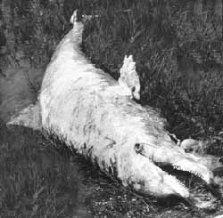 Dolphin die