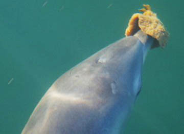 Dolphins Go Sponging To Trace Food