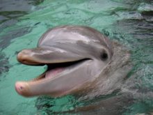 Moko the dolphin catches fish for swimmers 