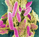 E-Coli Bacteria