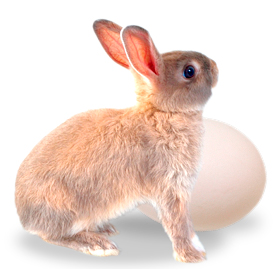 Watch out, Easter bunny: 41,000 rabbits run over in Austria in 2008 