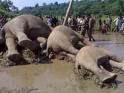 Elephant dies of electrocution in Ramnagar