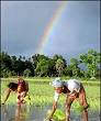 farmers