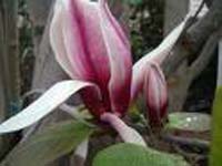 fewer flowers