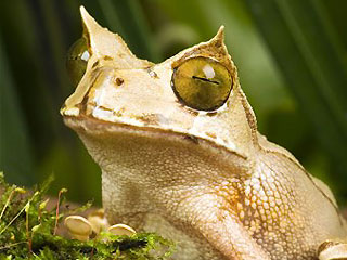 Spread of deadly virus might lead to mass extinction of frogs