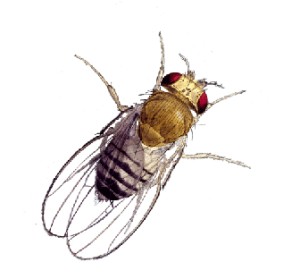 Even fruit flies are alcoholics