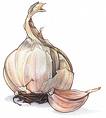 Study: Garlic Can Help Cure High Blood Pressure