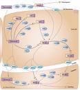 Genetic Variation Affect Response To Cancer Treatment In Children 