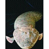 Shrews are highly sophisticated predators, not simple and primitive