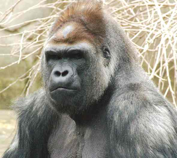 gorilla