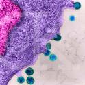 Gujarat Under ‘Hepatitis D’ Virus Turmoil