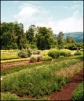 Herbal farming workshop in Himachal