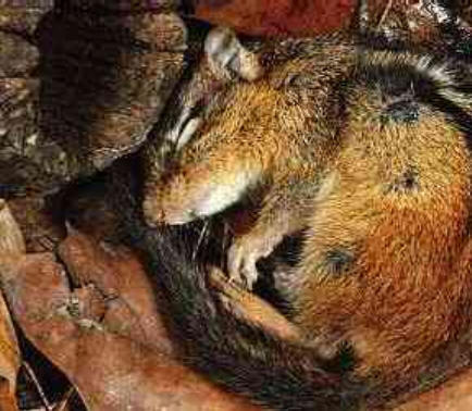 hibernating