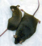 Mice on High Fat Diet