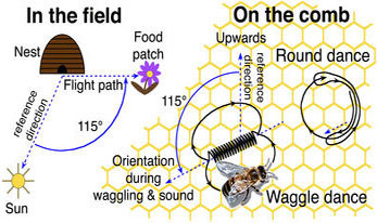 Diagram of Honeybee Dance